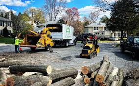 How Our Tree Care Process Works  in  Belfair, WA