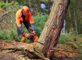 Best Firewood Processing and Delivery  in Belfair, WA