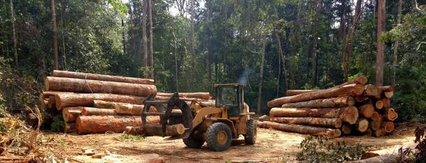 Best Root Management and Removal  in Belfair, WA