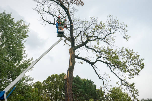 Best Arborist Consultation Services  in Belfair, WA