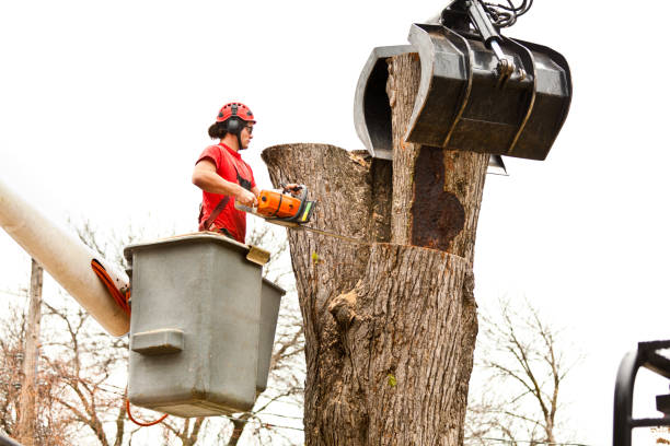 Best Tree Removal  in Belfair, WA