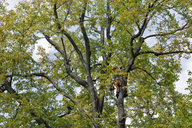 Best Emergency Tree Removal  in Belfair, WA